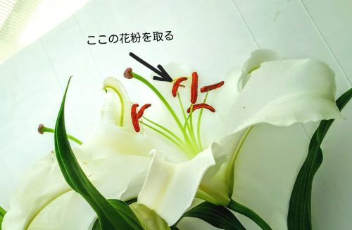 16-05-19-09-27-05-131_deco