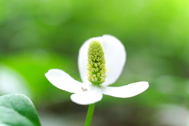 どくだみの季節になりましたね 新地球へようこそ