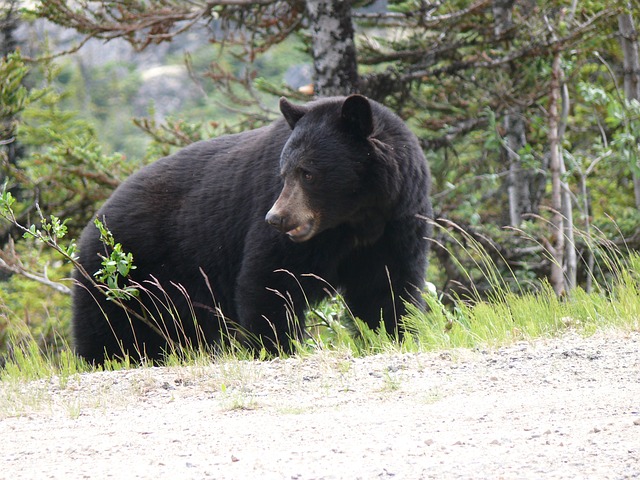 black-bear-2324705_640