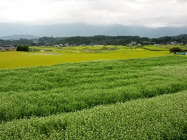 IMG_20130914_153024.jpg