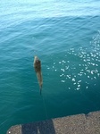 IMG_20130922_073654.jpg
