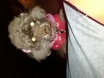 IMG_20120404_202945.jpg