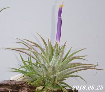 イオナンタ 花苞が出る前から完全開花まで Makotti7sのブログ