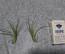 不明種 ムーンライトかも 花芽 Makotti7sのブログ