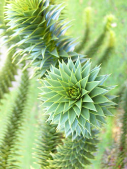 Araucaria araucana