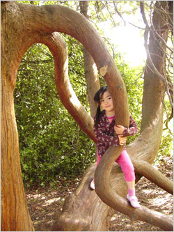 お気に入りの木