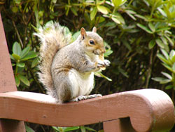人懐っこいリス君