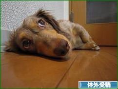 にほんブログ村 マタニティーブログ 体外受精へ