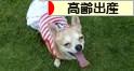 にほんブログ村 マタニティーブログ 高齢出産へ