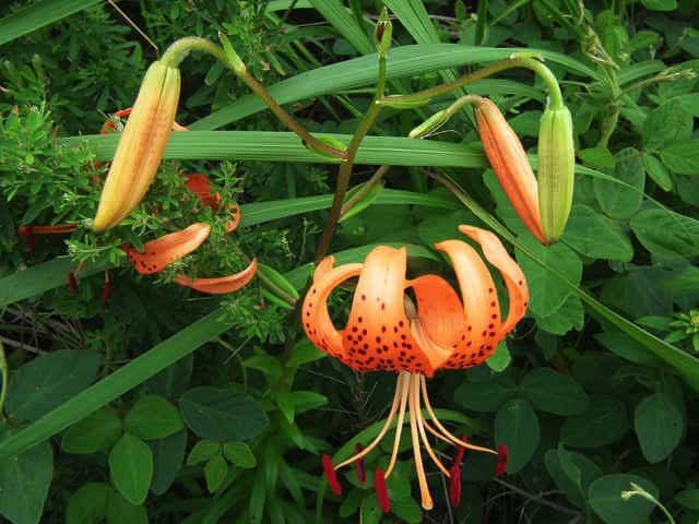 コオニユリ花序