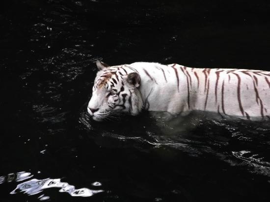 シンガポール動物園