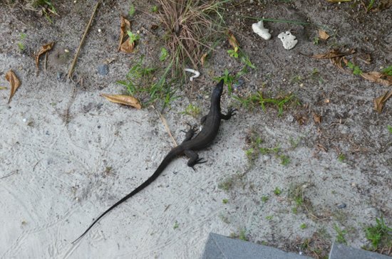 ニコイアイランドの写真