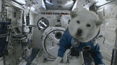 dog animated GIF 