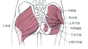 太もも裏の付け根の痛みが治らない 原因と対策について Medicalhabikinoのブログ