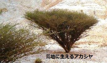 アカシヤ.JPG