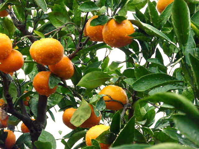 柑橘類 写真 に対する画像結果