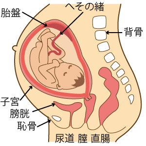 妊娠月齢別 カレンダー ふっても晴れても上天気