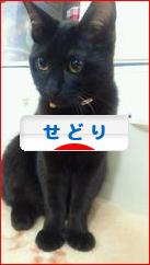 にほんブログ村 小遣いブログ せどりへ