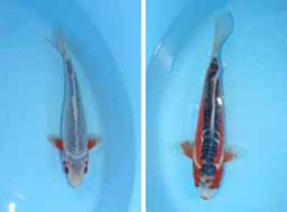 こどもの日特別展示　リアル鯉のぼり