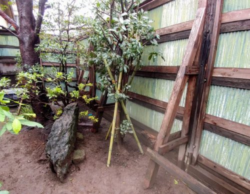 キンモクセイの植栽 移植 Mugenteiのブログ