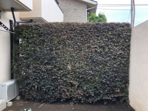 トキワマンサクの生垣の刈込 Mugenteiのブログ トキワマンサクの生垣の刈込 Mugenteiのブログ