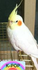 にほんブログ村 音楽ブログ K-POPへ