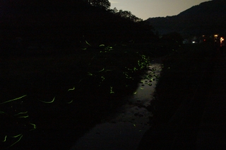 ホタルの乱舞（足守ほたるの里）