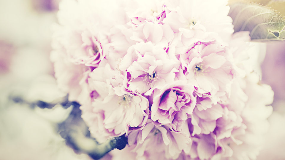 o4368291213772179471