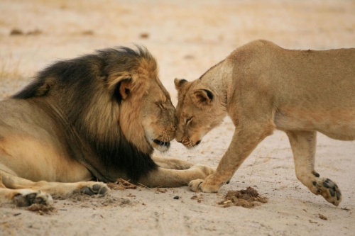 殺されたライオン セシル が愛された理由 追悼 セシル ザ ライオン写真集 動物救援隊 外交官 ももこひめ