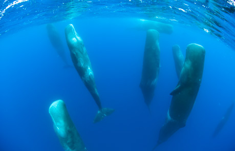 http://nationalgeographic.jp/nng/magazine/1001/wallpaper/images/ph7.jpg