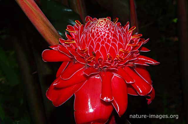 Etlingera elatior (also known as Torch Ginger, Ginger Flower, Red Ginger Lily, Torch Lily, Wild Ginger, Combrang, Bunga Kantan, Philippine Wax Flower, Xiang Bao Jiaing, Indonesian Tall Ginger, Boca de Dragón, Rose de Porcelaine, Porcelain Rose)