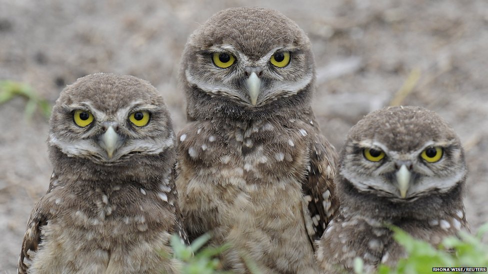 3羽のフクロウのひな おもしろ英語にゅーす