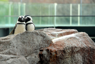 ペンギンが恋人同士になるとこんなに仲良くなります