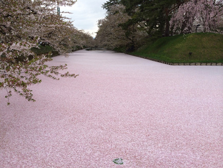 桜が水面を覆いつくす! 花筏も楽しめる「弘前さくらまつり」開催 桜が水面を覆いつくす! 花筏も楽しめる「弘前さくらまつり」開催