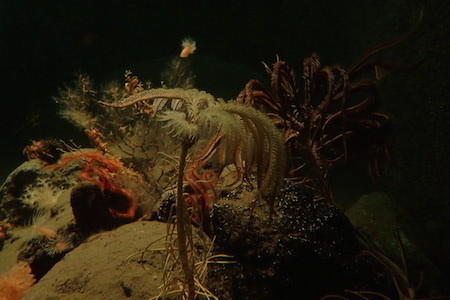 東京都・葛西臨海水族園で「深海はロストワールド!」開催