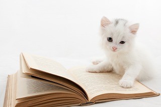 猫好きの侍と白猫の玉之丞が帰ってくる! 「猫侍 SEASON2」放送決定 猫好きの侍と白猫の玉之丞が帰ってくる! 「猫侍 SEASON2」放送決定