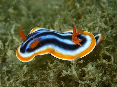 海の宝石ウミウシの展示が、かごしま水族館で開始