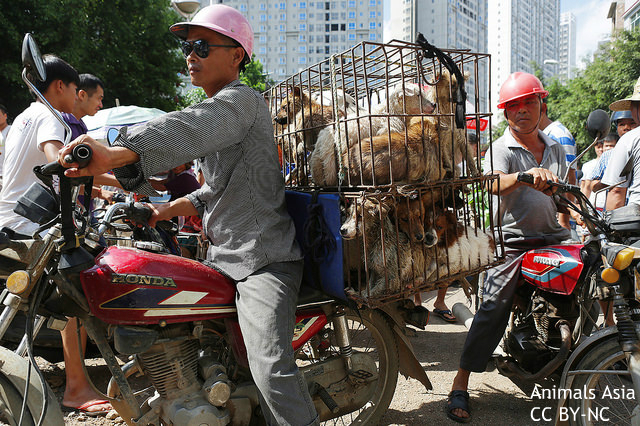 中国「犬食祭」に世界からブーイング　“大量絶滅時代”にあるべき動物保護とは？