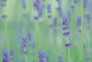 cf69f5de2ccb369e092144d567a4b2a5_s