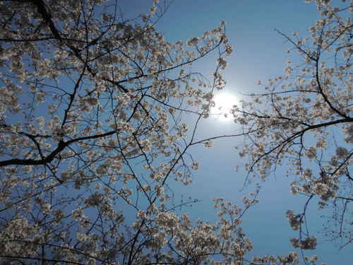 お花見 Nikon COOLPIX P310 で桜画像 パート２