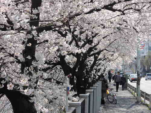 お花見 Nikon COOLPIX P310 で桜画像 パート２