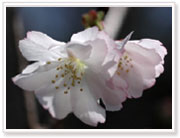 新種の桜、夙川舞桜