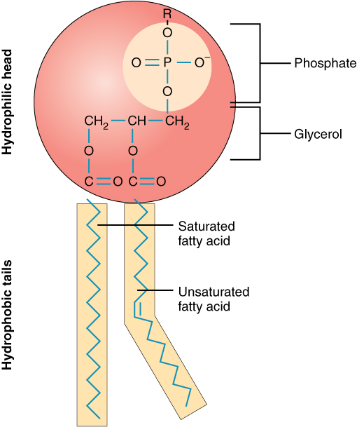 Image result for phospholipid
