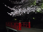 八橋と桜
