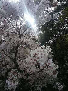 2016年　服部緑地公園の桜