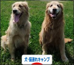 にほんブログ村 アウトドアブログ 犬連れ・猫連れキャンプへ