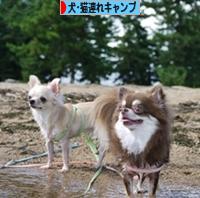 にほんブログ村 アウトドアブログ 犬連れ・猫連れキャンプへ