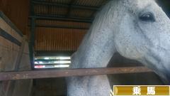 にほんブログ村 アウトドアブログ 乗馬・馬術へ