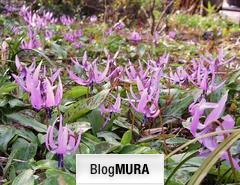 にほんブログ村 アウトドアブログ 登山へ