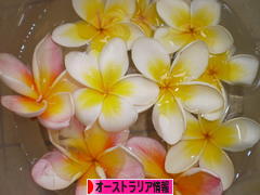 にほんブログ村 海外生活ブログ オーストラリア情報へ